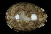 藏品(阿拉伯寶螺)的圖片